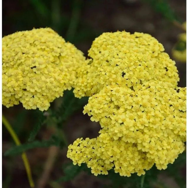 Achillea filipendulina Schafgarbe Credo gelbe Schnittstaude und Rabattenstaude von Nr-01.de - Bild 1