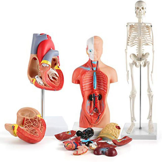 aimo Menschlicher Körper Modellbausatz, Anatomischer Bausatz - Bild 1