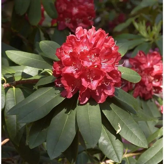 Großblumiger Rhododendron Elizabeth in Pink von Die Nr-01.de als Strauch für Hecken und Garten - Bild 1