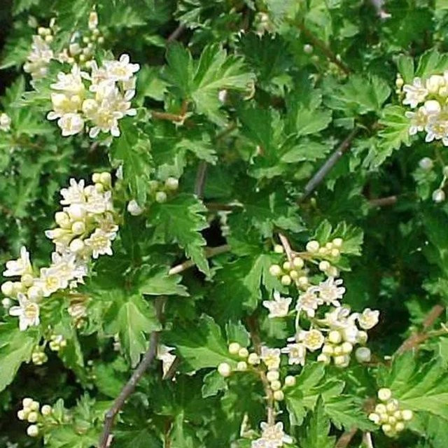 Arborix Kranzspiere Crispa Stephanandra incisa mit feinem Laub im Container, Höhe: 20 bis 30 cm - Bild 1