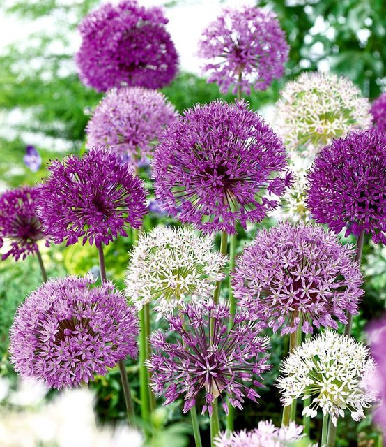 Allium-Mix Big Head Zwiebelblumen Set - Bild 1