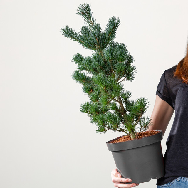 Mädchenkiefer Negishi Pinus parviflora von BLUME2000 für Zen-Gärten und Kübelpflanzungen - Bild 1
