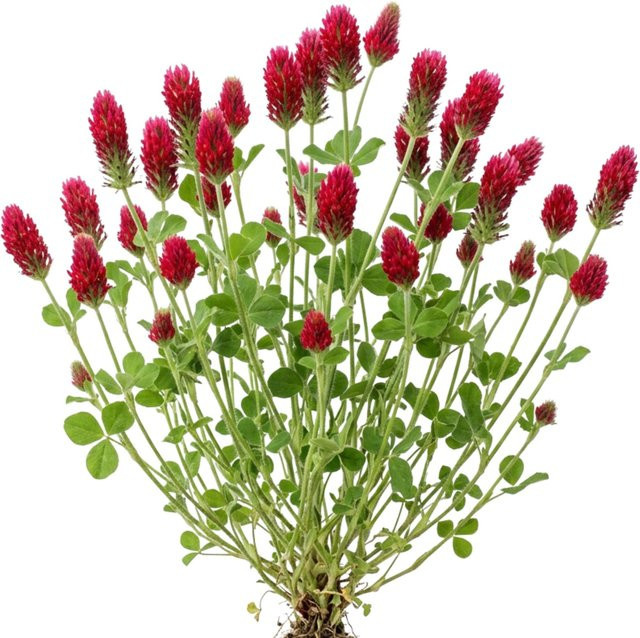 LaCaTho Inkarnatklee Samen Trifolium Incarnatum mit 3000 Samen für rote Blüten und Gründüngung - Bild 1