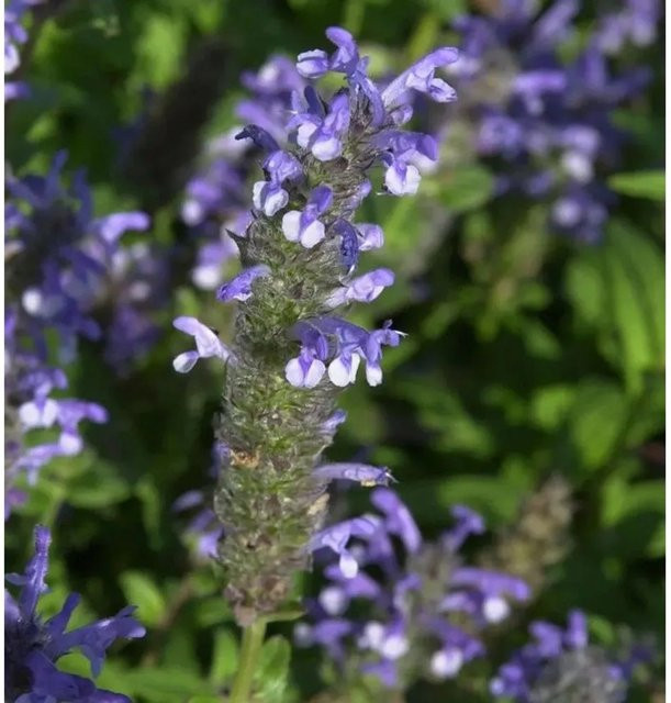 Kaschmir Katzenminze Nepeta nervosa blaue Gartenpflanze von Nr-01.de - Bild 1