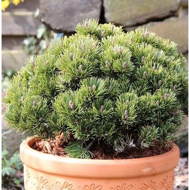 Zwerg Kiefer Picobello Pinus mugo in Grün, Höhe: 20-25 cm - Bild 1