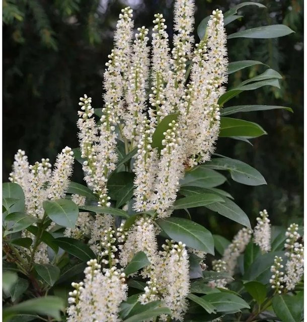 Lorbeerkirsche Van Nes Prunus Aurocerasus Heckenpflanze mit weißen Blüten, Höhe: 30-40 cm - Bild 1