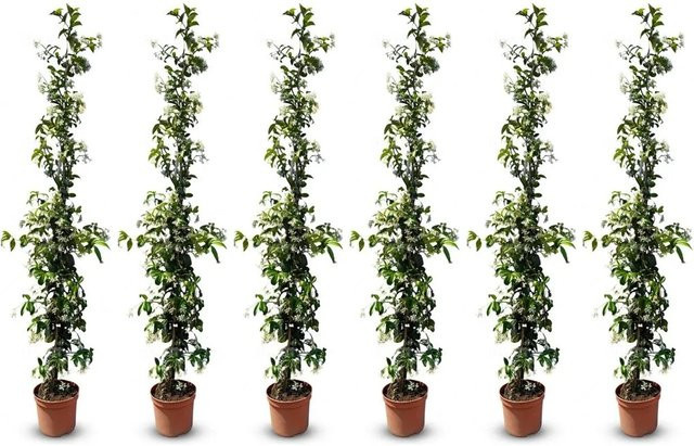 Sunny-Tree Toskanischer Jasmin Trachelospermum Jasminoides, 6 Stück Kletterpflanzen für den Außenbereich, Farbe: Weiß und Grün, Höhe: 160 cm - Bild 1
