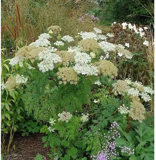 Selinum wallichianum Silge - Mehrjährige Gartenpflanze - Bild 1