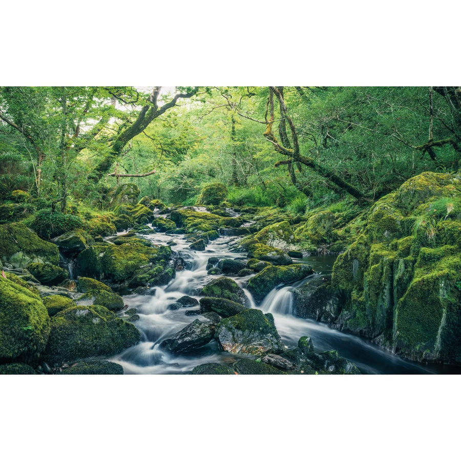 Komar Fototapete Vlies Green Tales, Farbe: Green, B x H: 400 x 250 cm - Bild 2