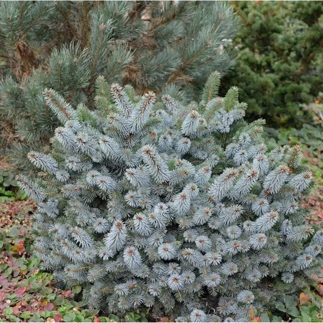 Stechfichte Silberzwerg Picea sitchensis von Nr-01.de, Farbe: Grün, Höhe: 40-50 cm - Bild 1