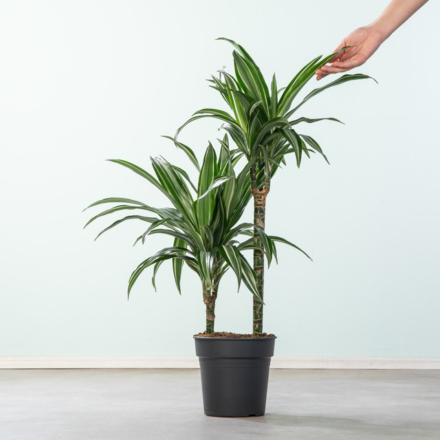 Drachenbaum Ulises Dracaena von BLUME2000, grün gestreift, Höhe: 200 cm - Bild 1