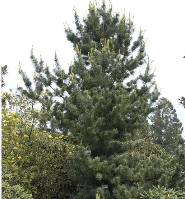 Mädchenkiefer Tempelhof Pinus parviflora Nadelbaum für deinen Garten in Silber-Blau-Grün, Höhe: 50-60 cm - Bild 1