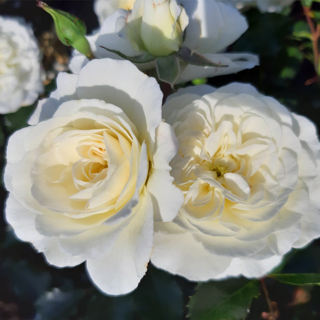 Rosen-Halbstamm Bounty von Tantau in Rosa, Höhe: 60 cm - Bild 1