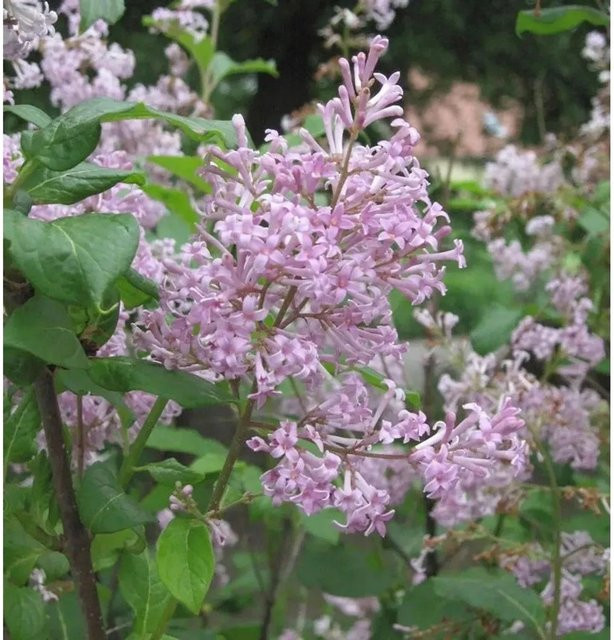 Syringa josikaea Ungarischer Flieder lila Heckenstrauch 30-40 cm - Bild 1