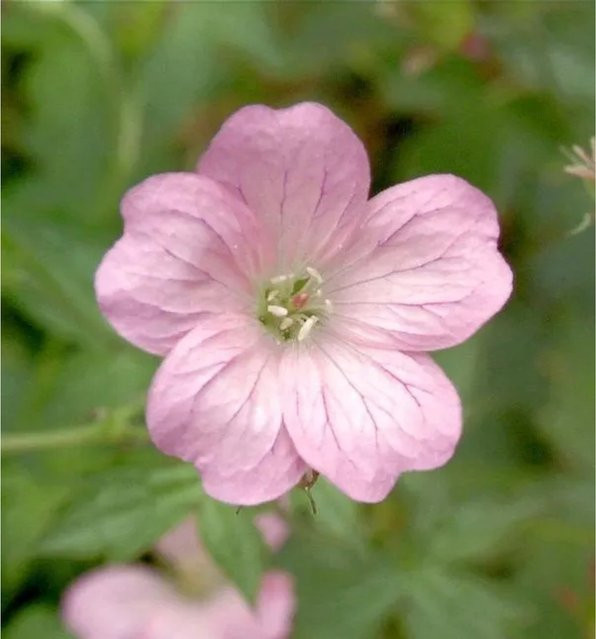 Storchenschnabel Wargrave Pink Geranium oxonianum als pinkfarbene Stauden-Beetpflanze und Bodendecker - Bild 1
