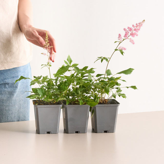 3er Set BIO Astilbe arendsii Prachtspiere für deinen Garten von BLUME2000 - Bild 1