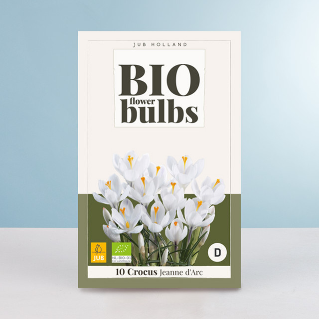 BIO Frühlings Krokus Jeanne d'Arc Knollen für Balkon und Terrasse, 10 Stück - Bild 1