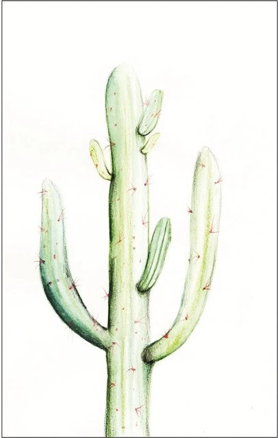 Komar Wandbild Saguaro Watercolor Paper Poster Breite: 50 cm, Höhe: 70 cm - Bild 1