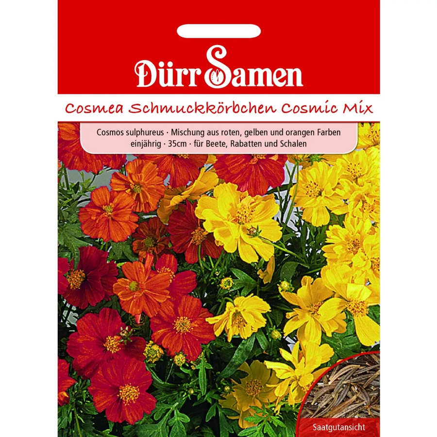 Dürr Samen Cosmea Cosmic Mix Einjähriges Saatgut in Gelb, Rot und Orange - Bild 2
