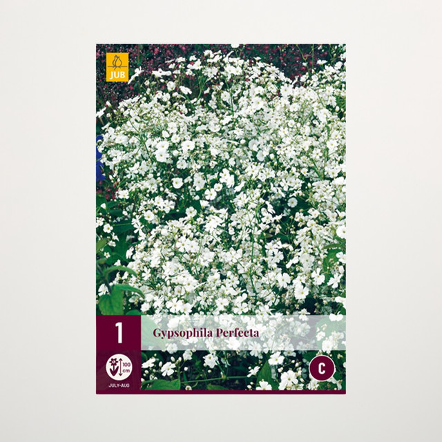 Schleierkraut Perfecta Wurzel von BLUME2000 - Bild 1