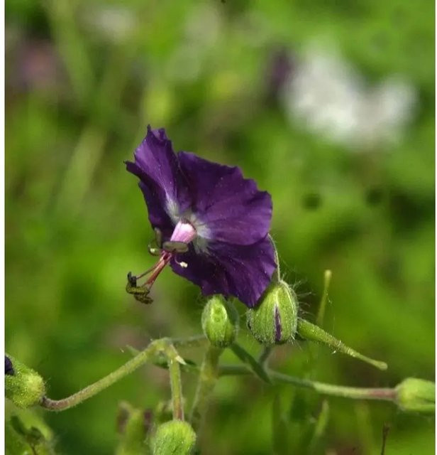 Brauner Storchenschnabel Geranium phaeum als mehrjährige Pflanze in Braun und Lila von Nr-01.de - Bild 1