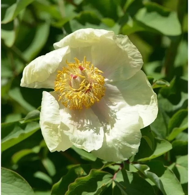 Kaukasus Pfingstrose Paeonia mlokosewitschii als mehrjährige Solitärpflanze für den Garten von Nr-01.de - Bild 1