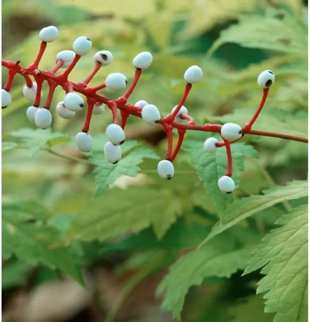 Actaea pachypoda far rubrocarp Christophskraut mit weißen Früchten und roten Akzenten von Nr-01.de - Bild 1