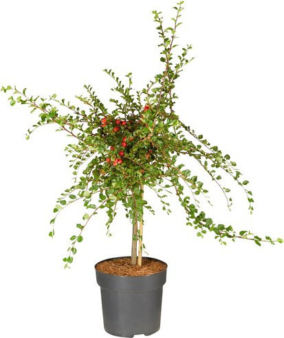 Gartenkrone Zwergmispel Cotoneaster praecox Boer, weiß, winterharte Zierstrauch-Pflanze - Bild 1