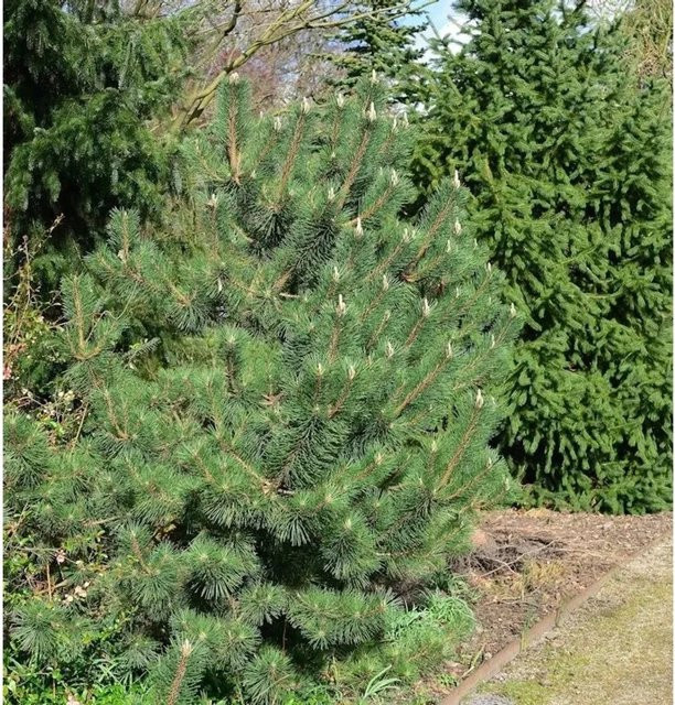 Japanische Schwarz-Kiefer Sayonara Pinus thunbergii in Grün und Schwarz für deinen Garten - Bild 1