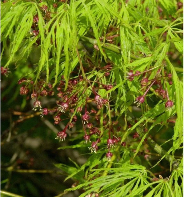 Acer palmatum Grüner Schlitz Ahorn Hochstamm von Nr-01.de, Höhe: 100-125 cm - Bild 1