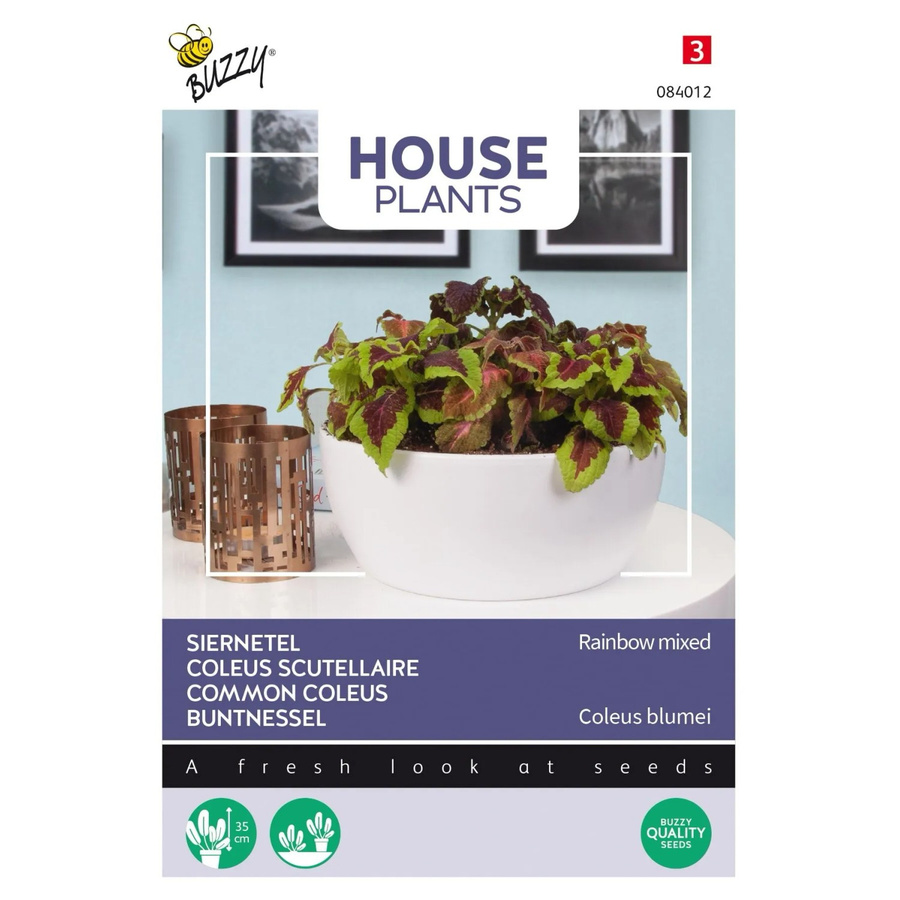 Buzzy House Plants Buntnessel Regenbogen-Mischung Samen für Zimmerpflanzen, 0,25 g - Bild 2