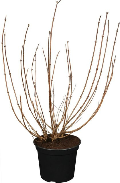 OBI Weigelia florida Victoria Strauch, Höhe: 50 - 60 cm, Topfgröße: 3,5 Liter - Bild 1