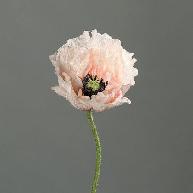 Kunstblume Mohn in Orange und Pink aus Textil und Kunststoff, Höhe: 60,0 cm - Bild 1