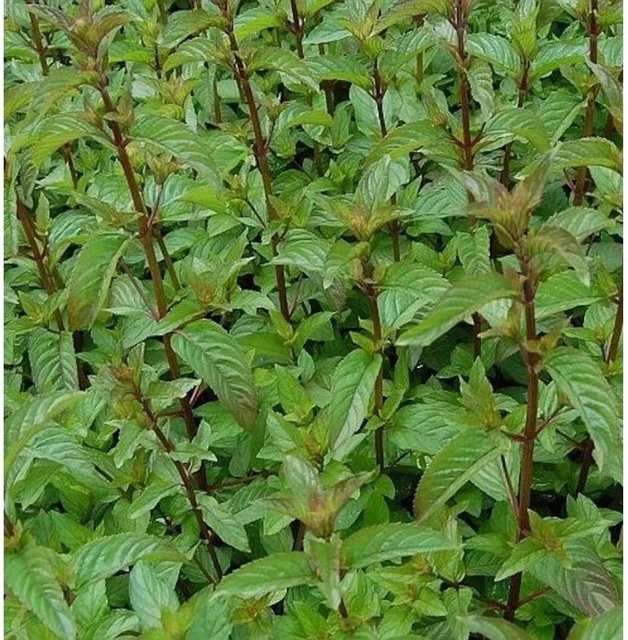 Mentha piperita Schokoladen-Pfefferminze als mehrjährige Gewürz- und Heilpflanze von Die Nr-01.de in Grün - Bild 1
