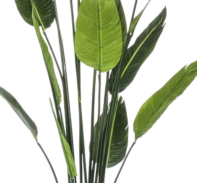 Künstliche Strelitzia Pflanze von artplants in Grün, Höhe: 150 cm - Bild 2
