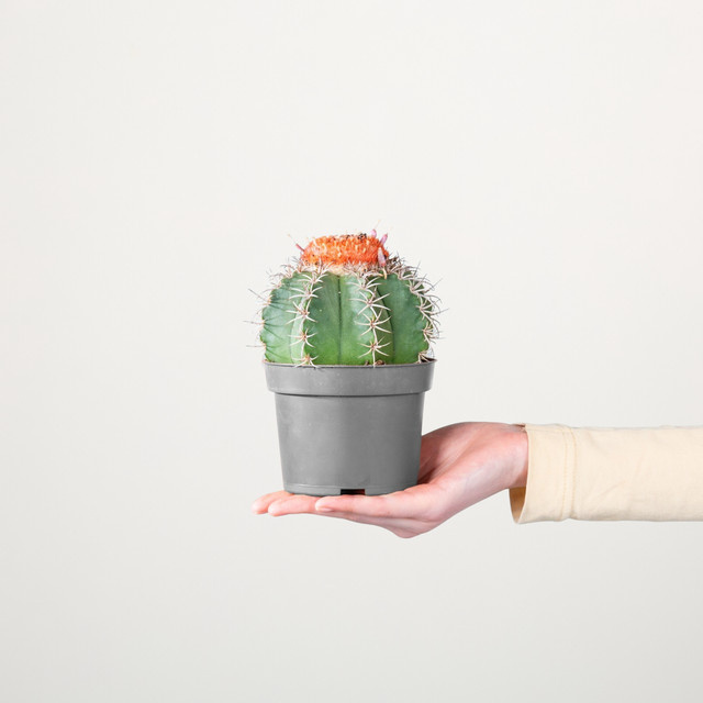 Melocactus Melonenkaktus Mantanzanus S von BLUME2000, grüne Sukkulente mit orangefarbenen Akzenten - Bild 1