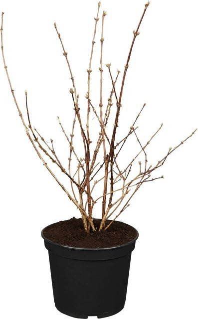 OBI Deutzia Mont Rose Rosa Zierstrauch in Topf, Höhe: 50 - 60 cm - Bild 1