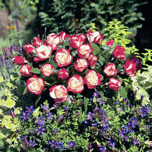 Rosen Tantau Edelrose Nostalgie Strauchrose, zweifarbige gefüllte Blüte in Rosa und Weiss - Bild 3
