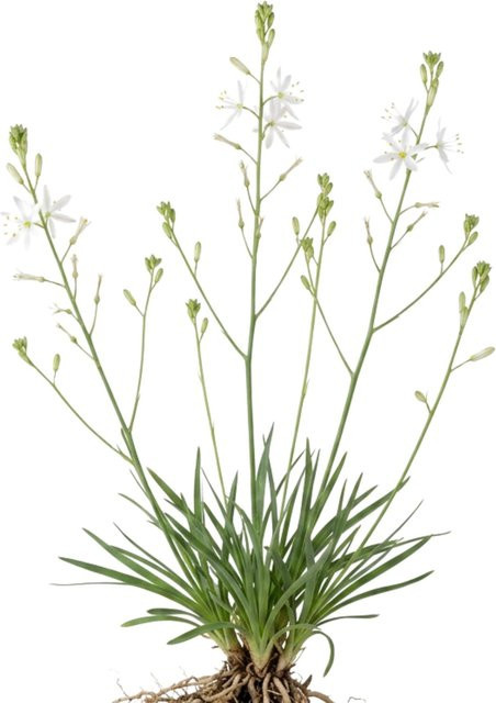 LaCaTho Astlose Graslilie Samen Anthericum Liliago mit weißen Blüten für deinen Garten, 500 Stück - Bild 1