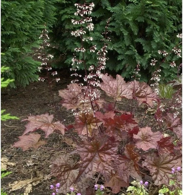 Heuchera americana Purpurglöckchen Chocolate Veil Bodendecker in Lila von Nr-01.de - Bild 1