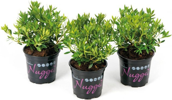 Rhododendron Nugget von Bloombux in Rosa, pflegeleichte Gartenpflanze im Topf, Höhe: 5 - 10 cm