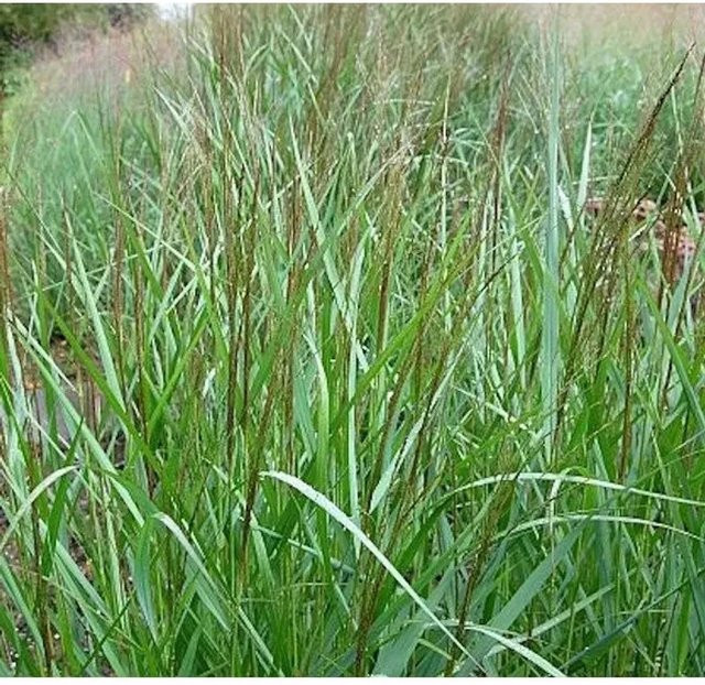 Rutenhirse Warrior Panicum virgatum als mehrjährige Zierpflanze für den Garten in den Farben Graugrün und Rotbräunlich - Bild 1