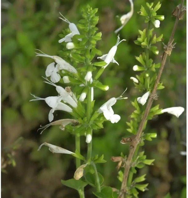 Quirlblütiger Salbei White Rain Salvia verticillata als weiße mehrjährige Zierpflanze von Nr-01.de - Bild 1