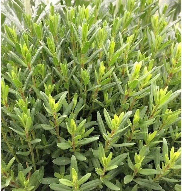 Weißer Ysop Hyssopus officinalis als mehrjährige Stauden-Zier- und Gewürzpflanze von Nr-01.de in Weiß und Grün - Bild 1