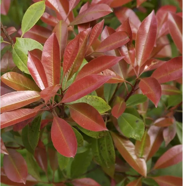 Hochstamm Glanzmispel Chico Photinia fraseri in Rot und Grün, Höhe: 80-100 cm - Bild 1
