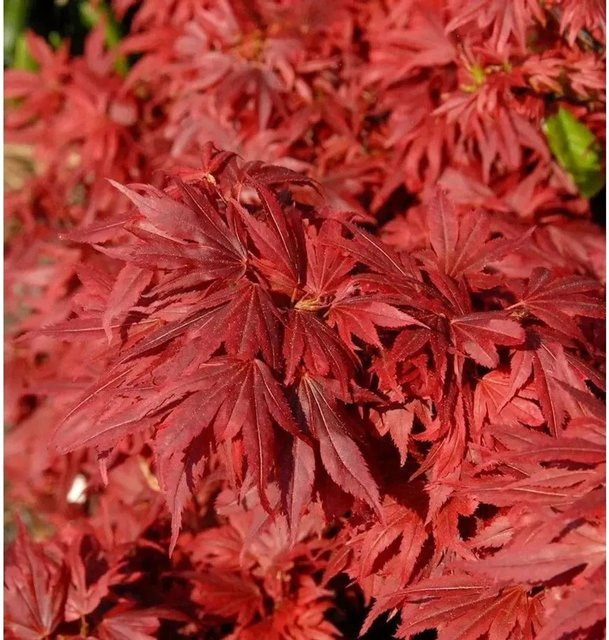 Roter Fächerahorn Acer palmatum für deinen Garten von Nr-01.de - Bild 1