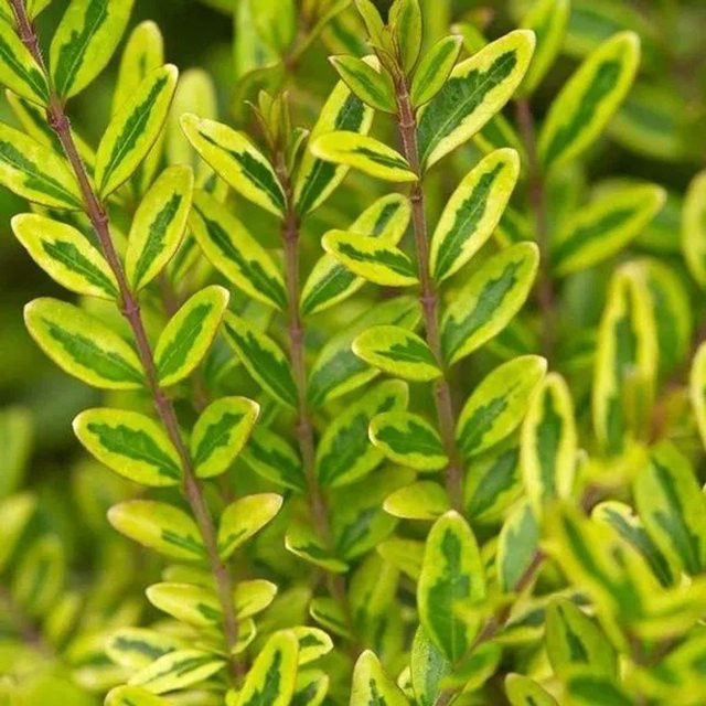 Arborix Heckenkirsche Lemon Beauty Lonicera nitida als dekorative Heckenpflanze im Container - Bild 1
