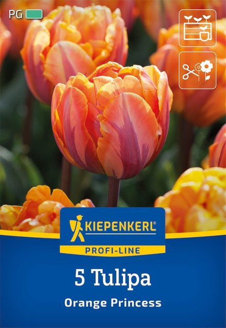 Kiepenkerl Profi-Line Tulpenzwiebeln Orange Princess, 5 Stück, Orange - Bild 1