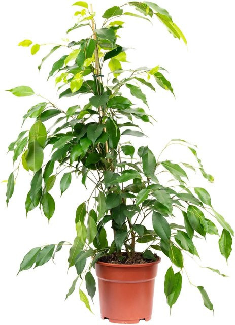 Value Greens Birkenfeige Forever Ficus Benjamini in Grün, Höhe: 75 cm, Topf-Durchmesser: 17 cm - Bild 1