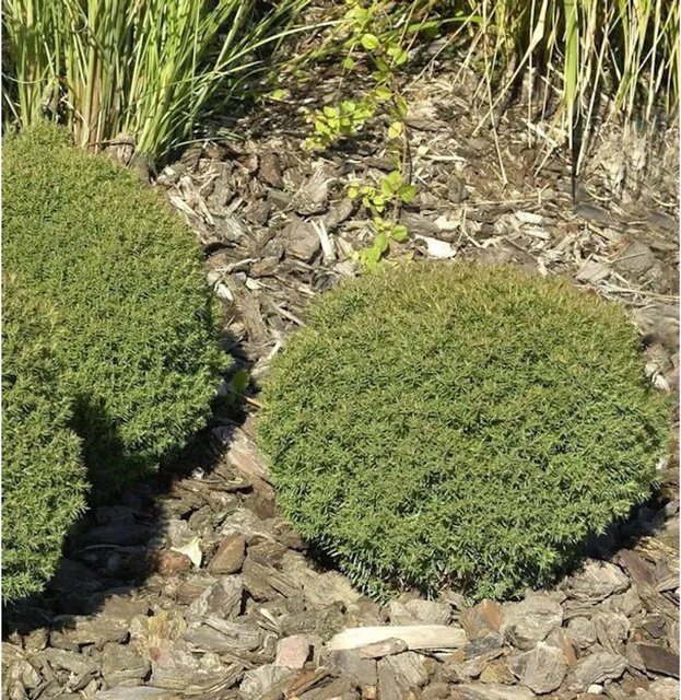 Thuja occidentalis Kuschellebensbaum Teddy als grüne Kübelpflanze von Nr-01.de - Bild 1